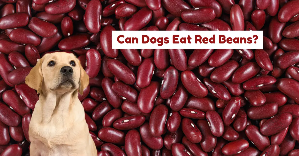 can dogs eat red beans