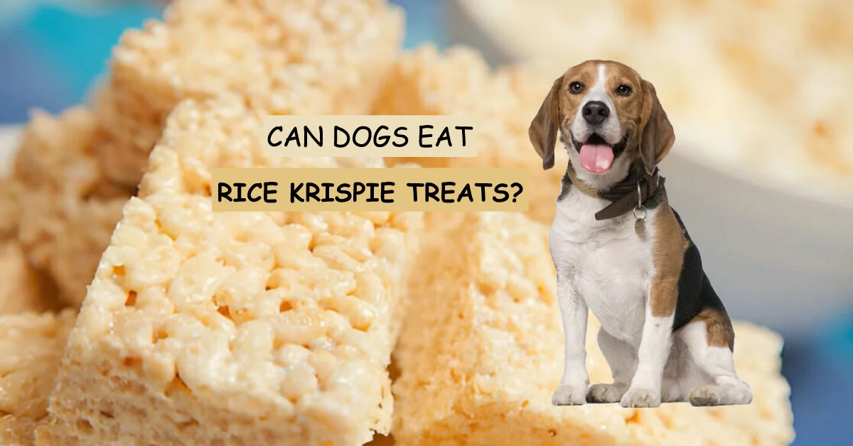can a dog eat rce krispie treats