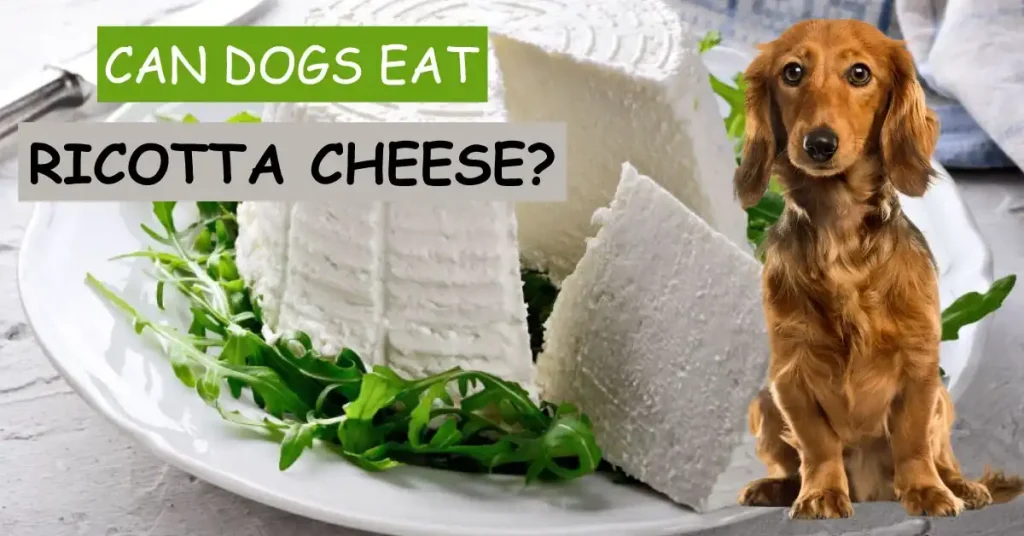 Can dogs Eat Ricotta Cheese
