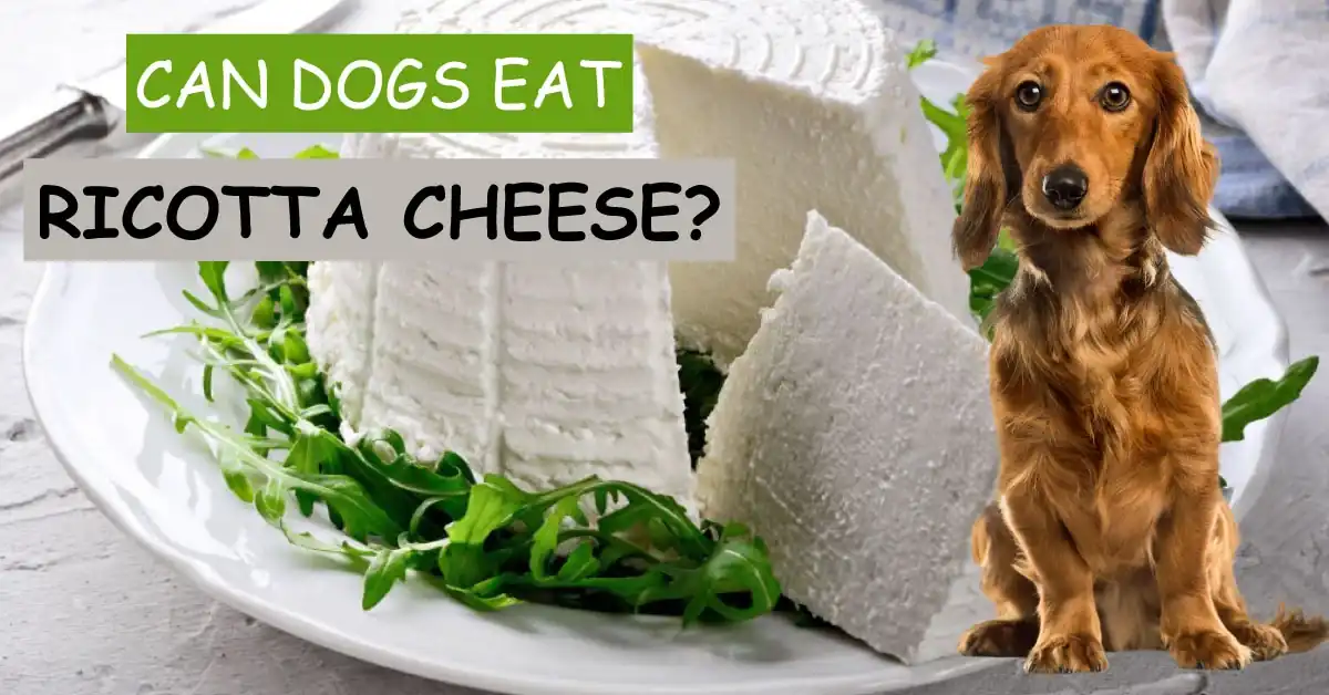 Can dogs Eat Ricotta Cheese