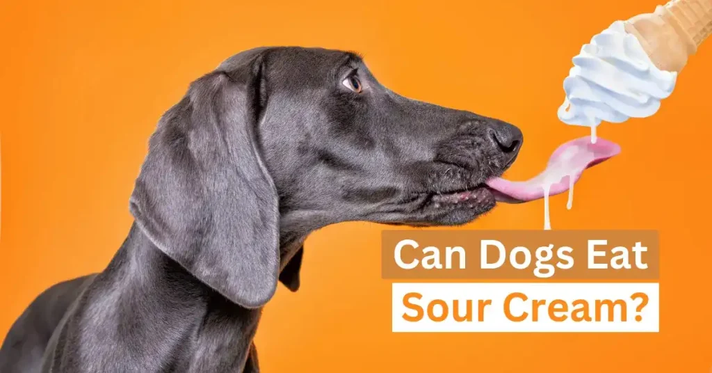Can Dogs Eat Sour Cream