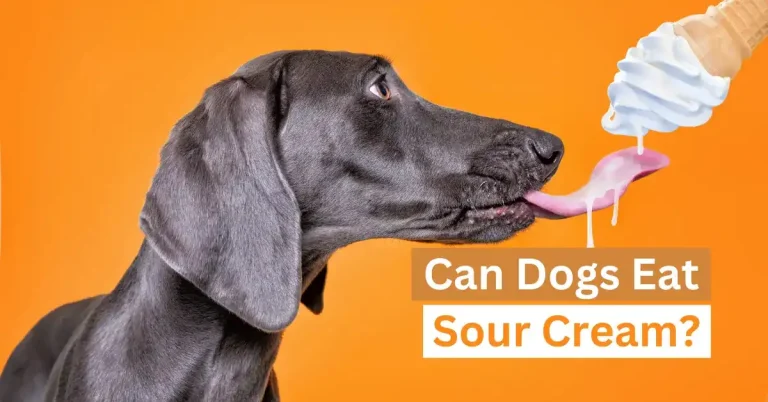 Can Dogs Eat Sour Cream