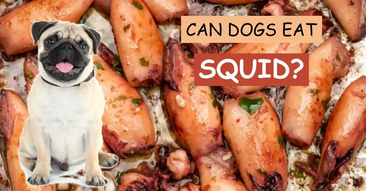 Can Dogs Eat Squid