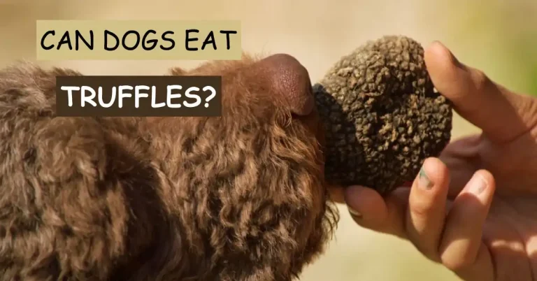 can dogs eat truffles