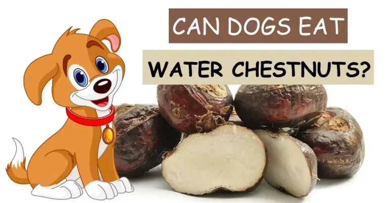 can dogs eat water chestnuts