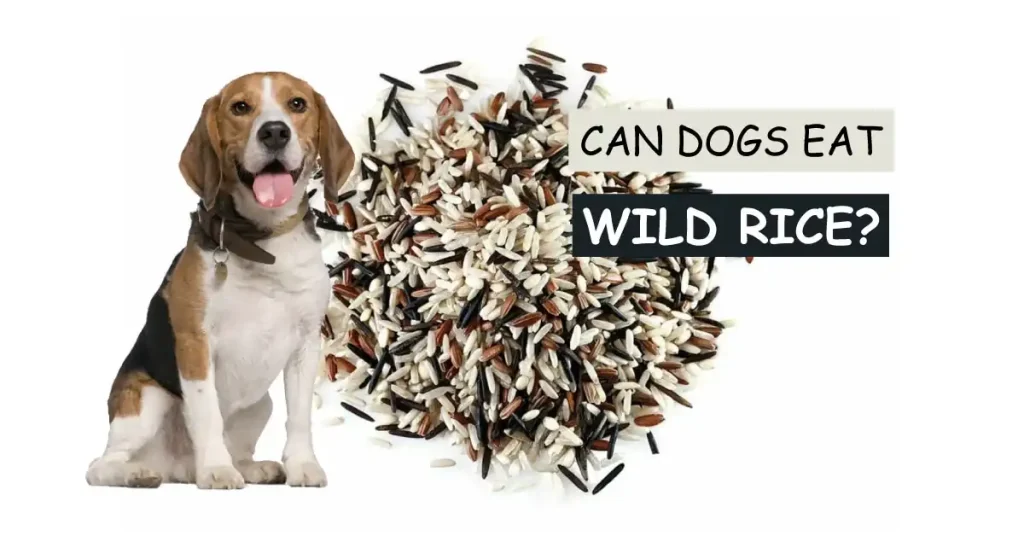 Can Dogs Eat Wild Rice