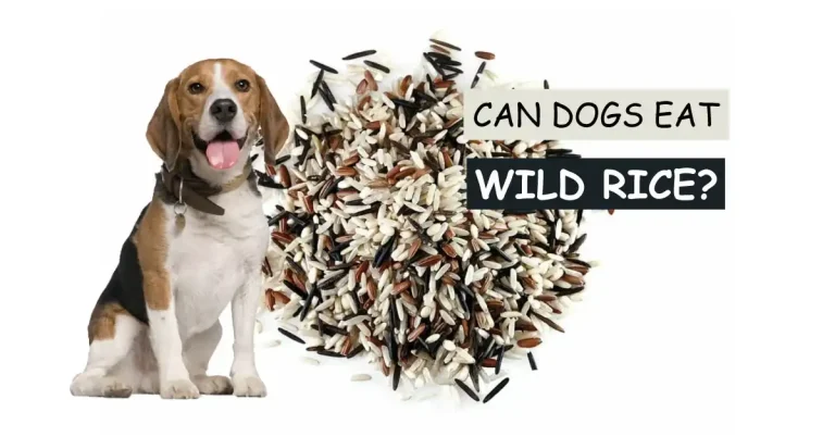 Can Dogs Eat Wild Rice
