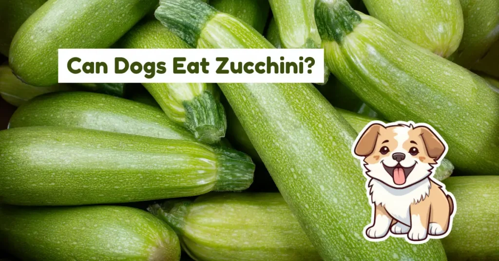 can dogs eat zucchini