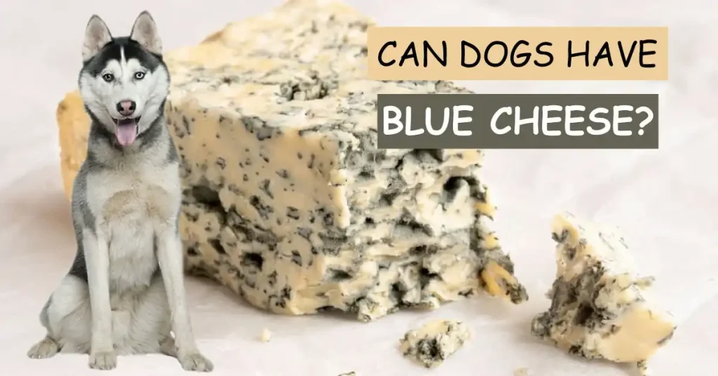 can dogs have blue cheese