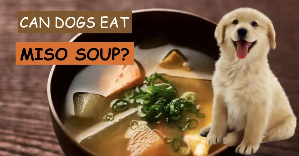 can dogs have miso soup