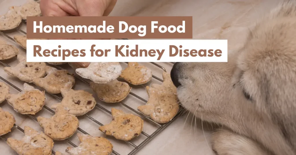 homemade dog food recipes for kidney disease