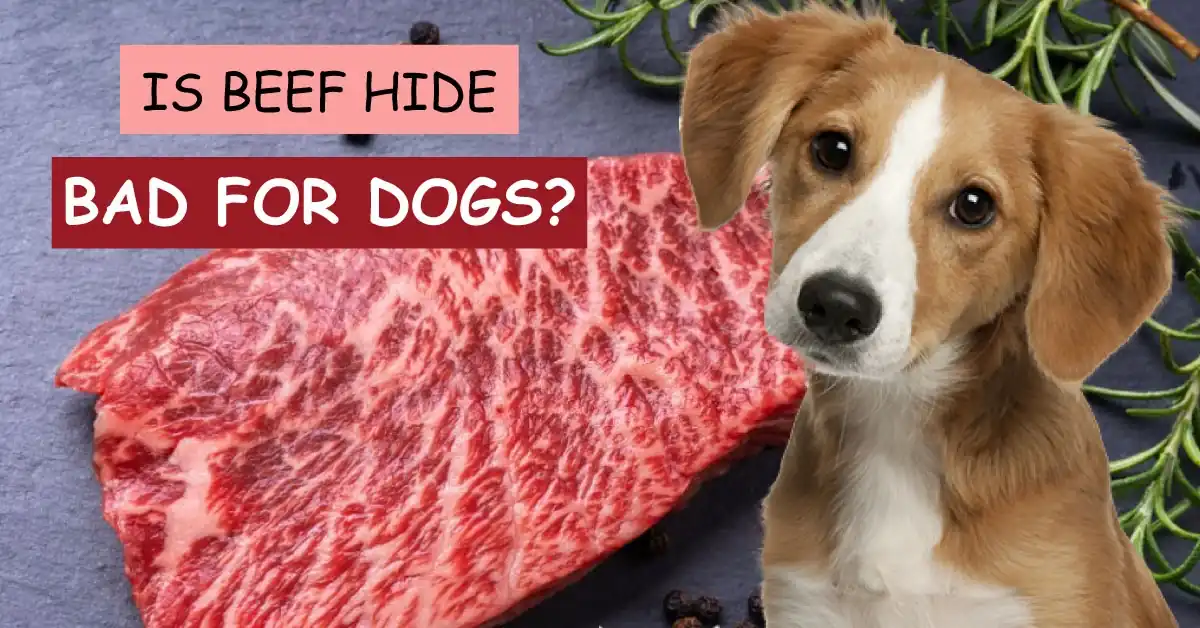 is beef hide bad for dogs